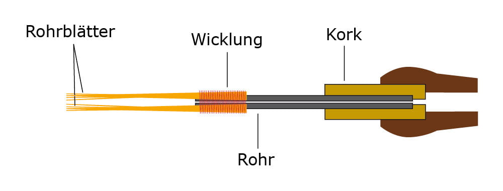 Querschnitt eines Doppelrohrblattes