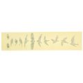 Jockomo Fret Mark-Birds WP
