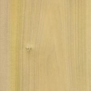 Poplar Poplar