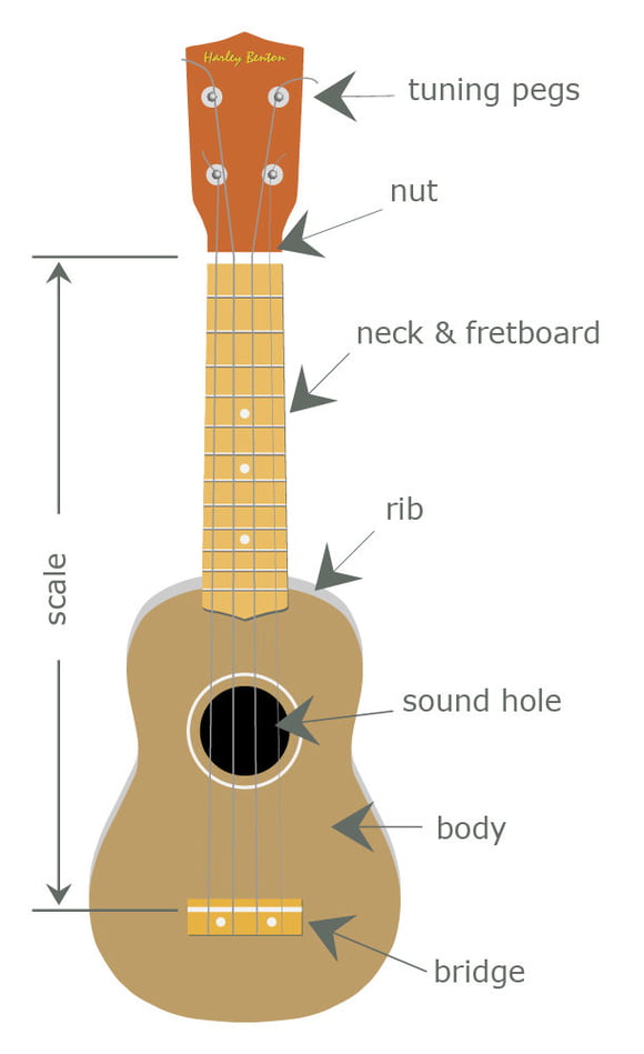 The parts of the ukulele The parts of the ukulele